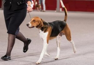 Read more about the article American Foxhound Dog Breed